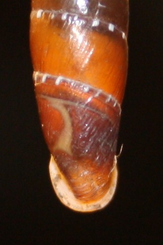 Clausiliidae da id.